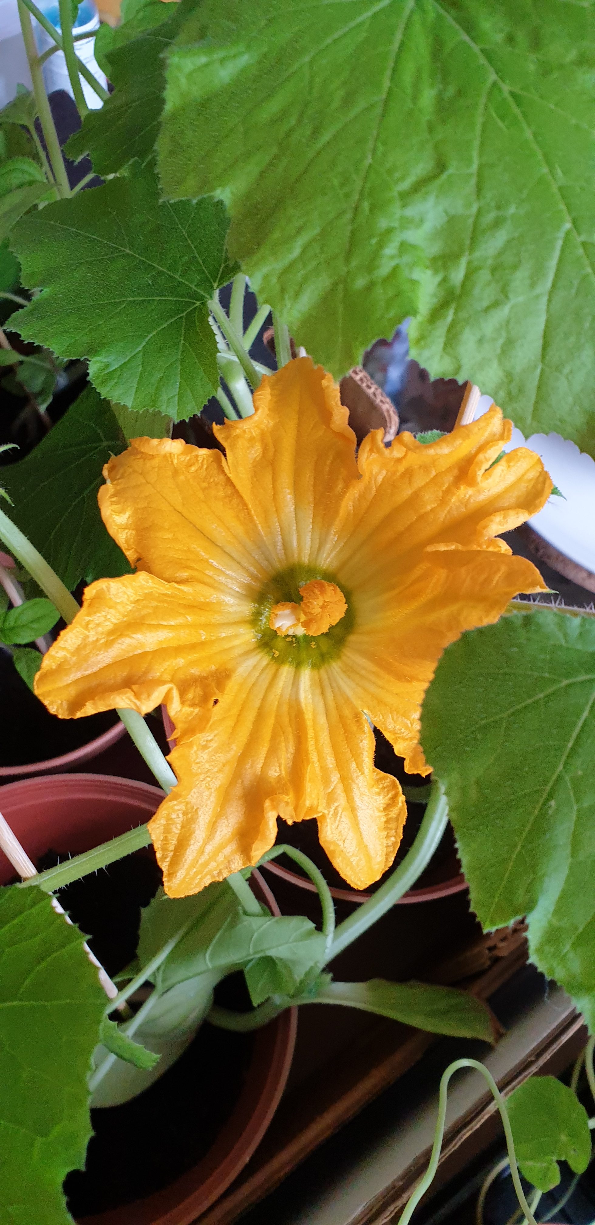 Learning from Courgettes